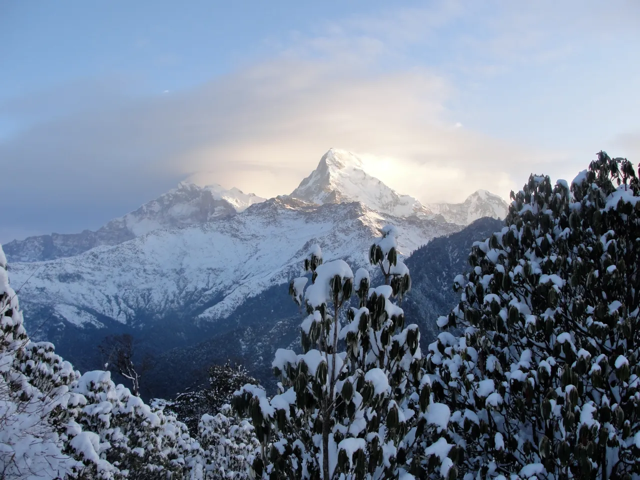 Snow-covered mountain peak partially shrouded in clouds with frosted tree branches in foreground, blue and white tones