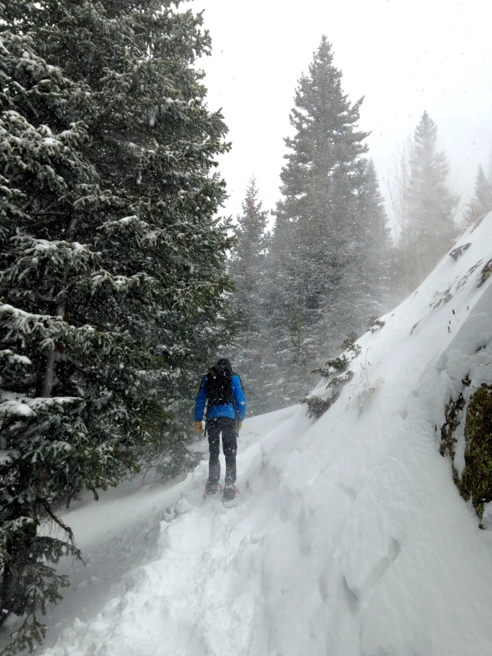 Person in blue jacket walking away through snowy forest trail during a snowstorm, surrounded by evergreen trees
